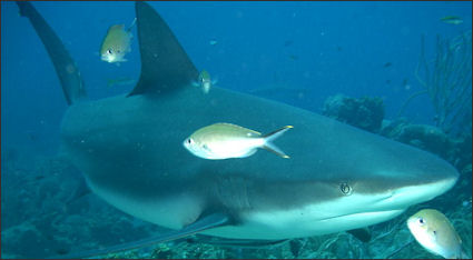 20120518-bull shark Carcharhinus_perezi_at_Roatan2.jpg
